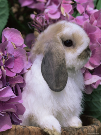 completely random, but i want a bunny. but i really cant keep one. cos, 